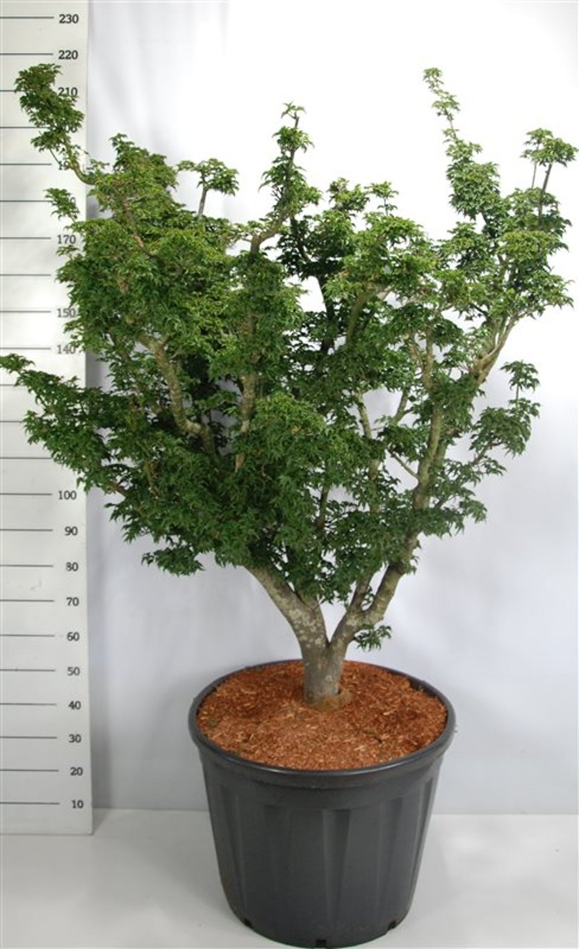 Acer pal. 'Shishigashira' - C90 100-120 CM