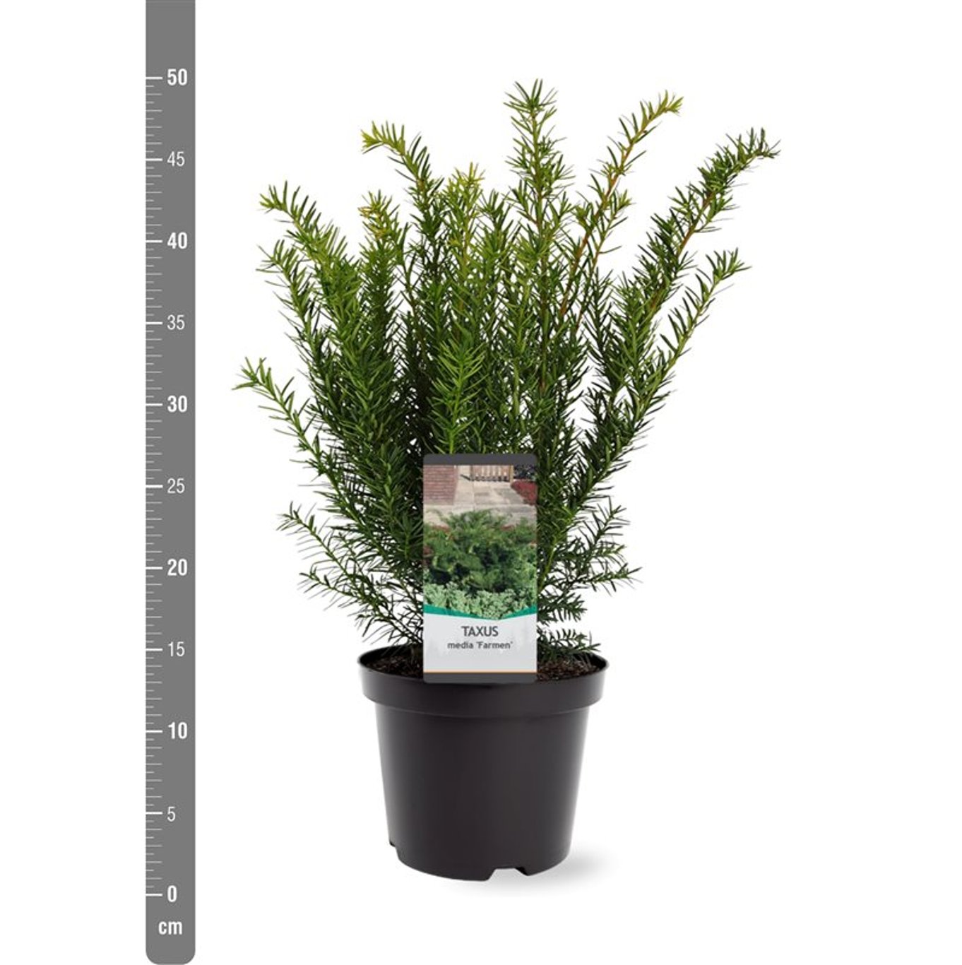 Taxus media 'Farmen' - C3 25-30 CM