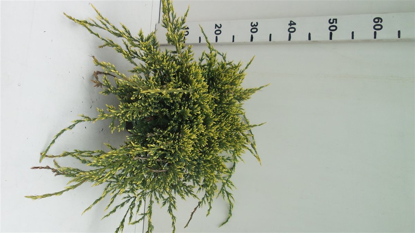 Juniperus squamata 'Holger' - C3 30-40 CM