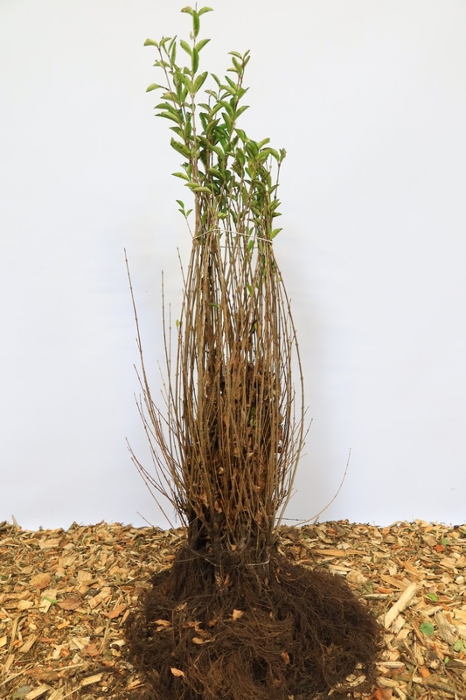 Ligustrum ovalifolium - 40-60 CM bare root 0/2  2-3 branche