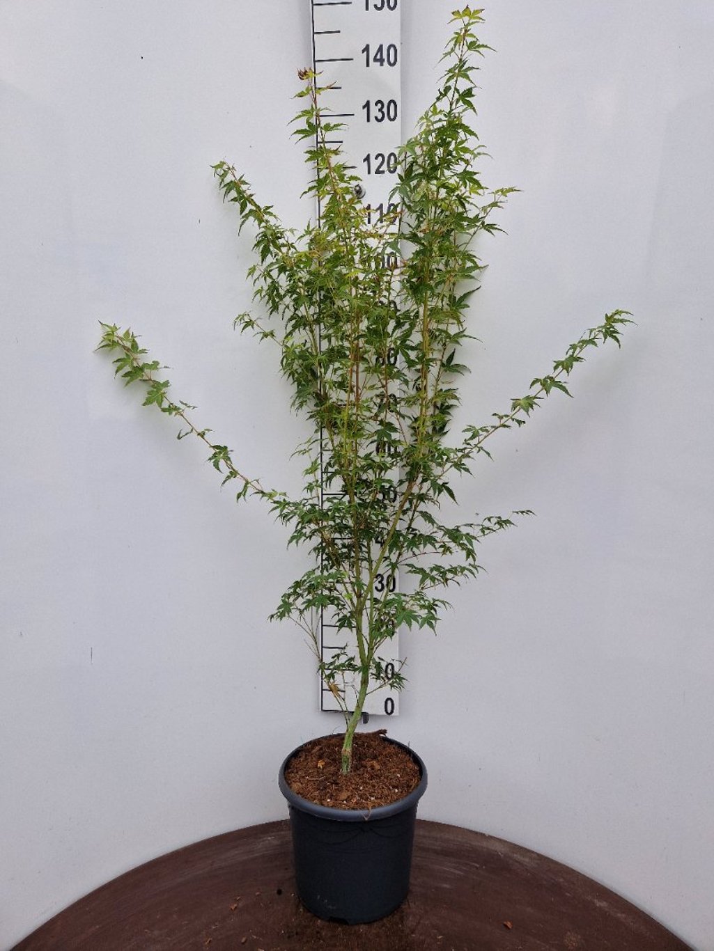 Acer pal. 'Katsura' - C10 80-100 CM