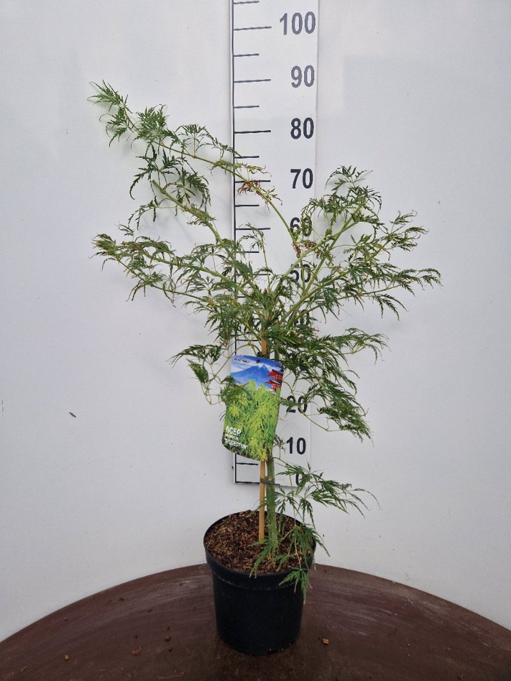 Acer pal. 'Dissectum' - C5 40-50 CM