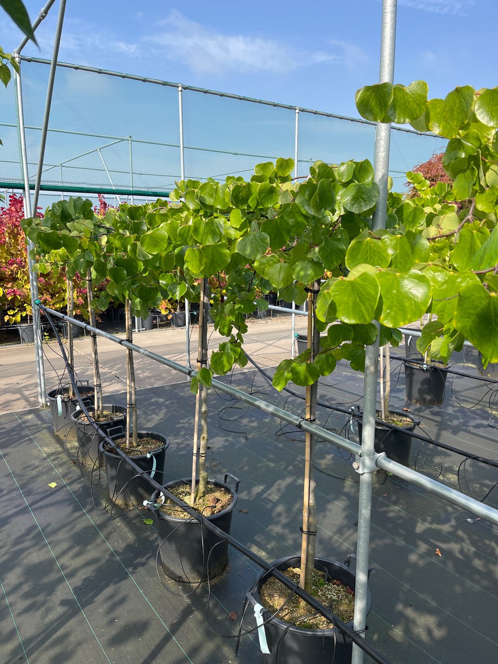 Cercis can. 'Traveller' - 120 CM Stem C30