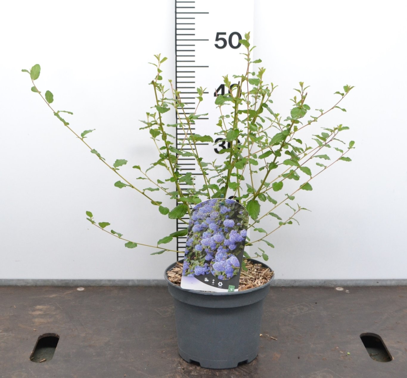 Ceanothus 'Burkwoodii' - C3 20-40 CM