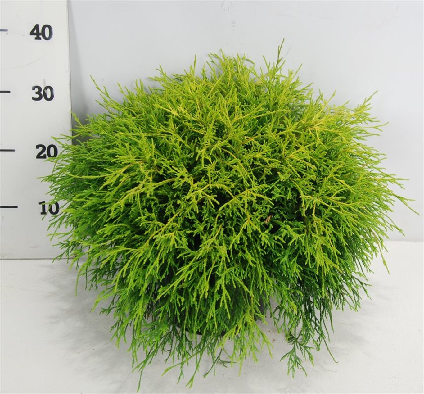 Chamaecyparis p. 'Sungold' - C5