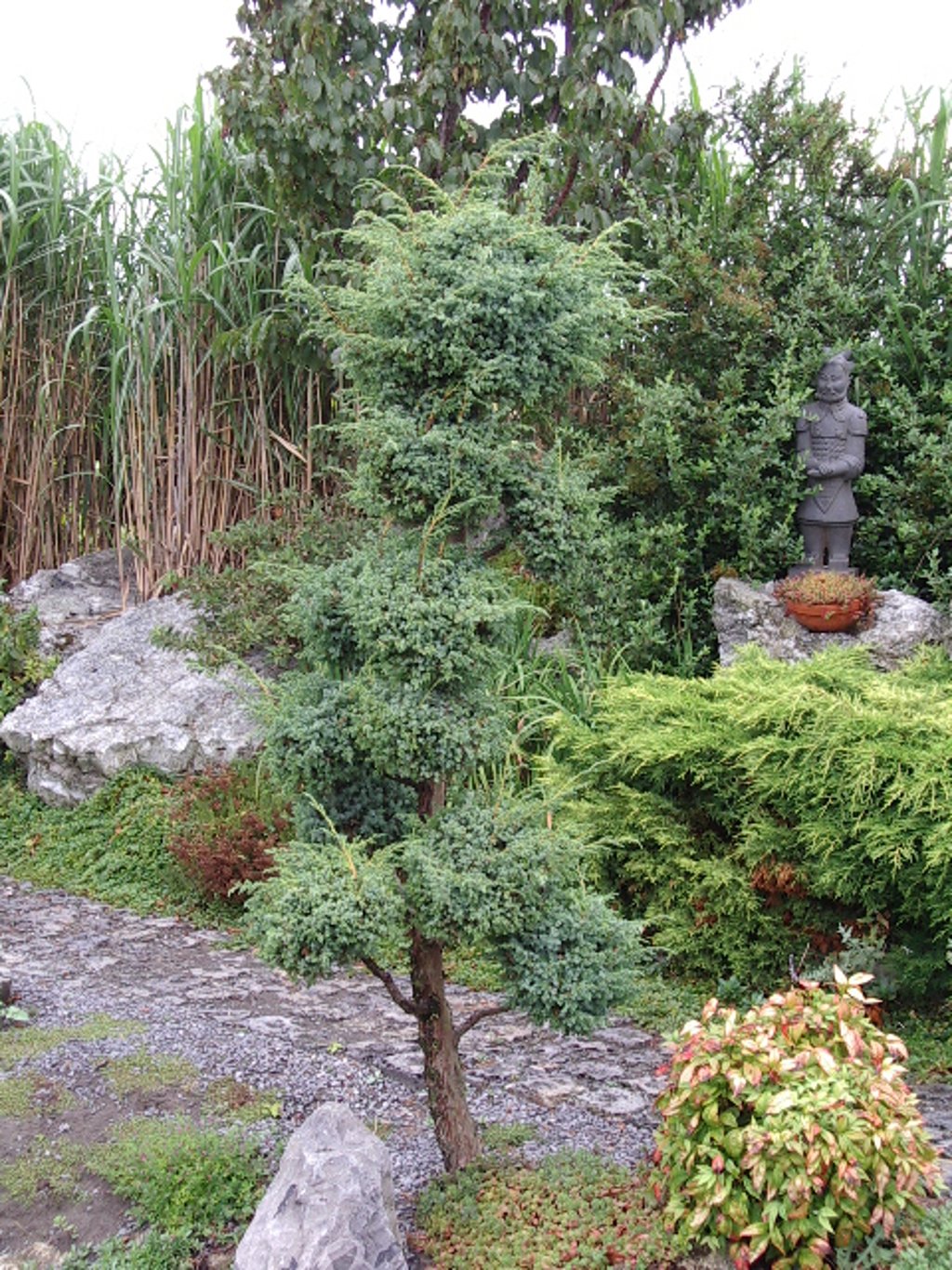 Juniperus chin. 'Blue Alps' - C3 30-40 CM