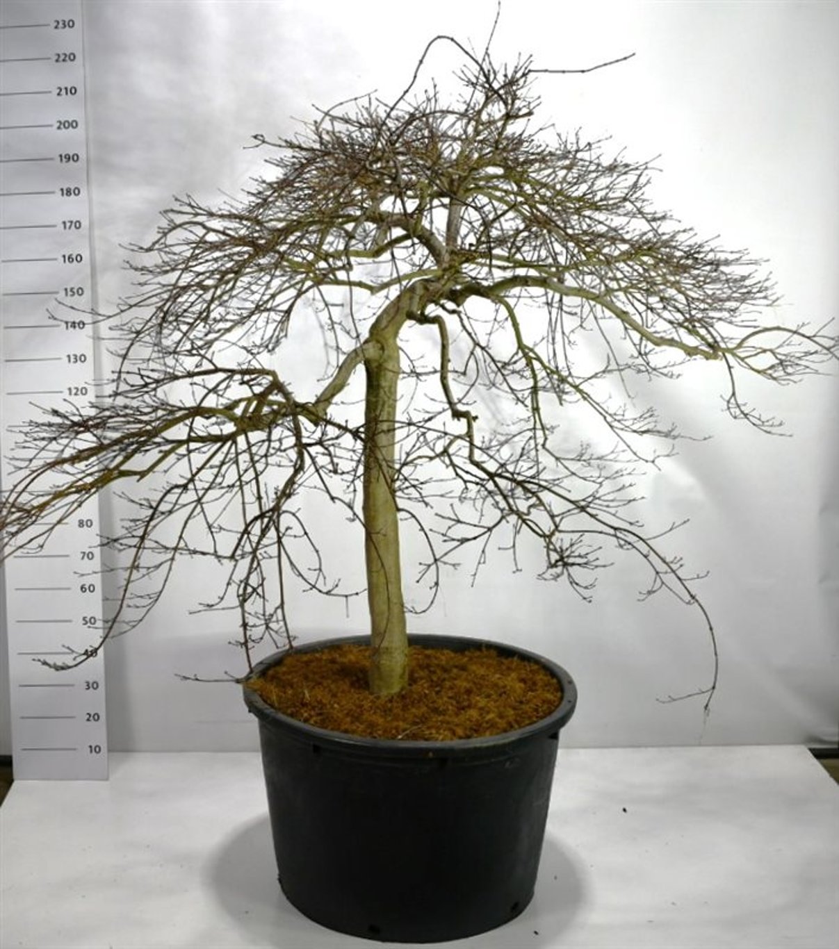 Acer pal. 'Green Lace' - 90 CM Stem C20