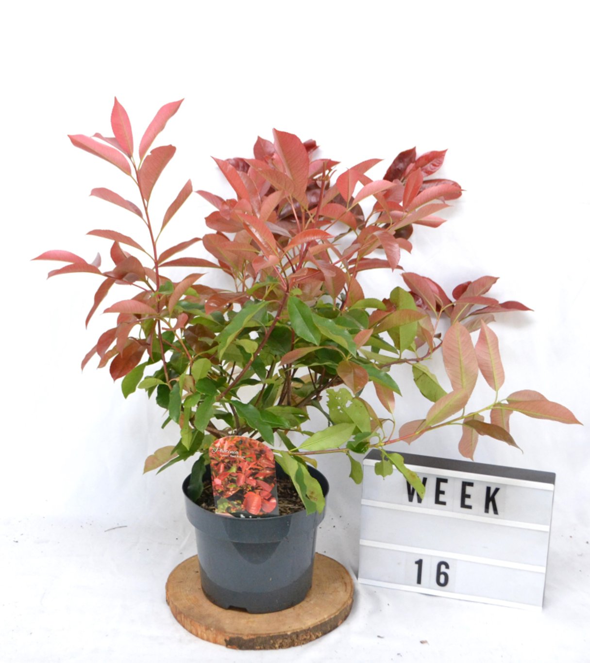 Photinia fraseri 'Red Robin' - C5 40-50 CM