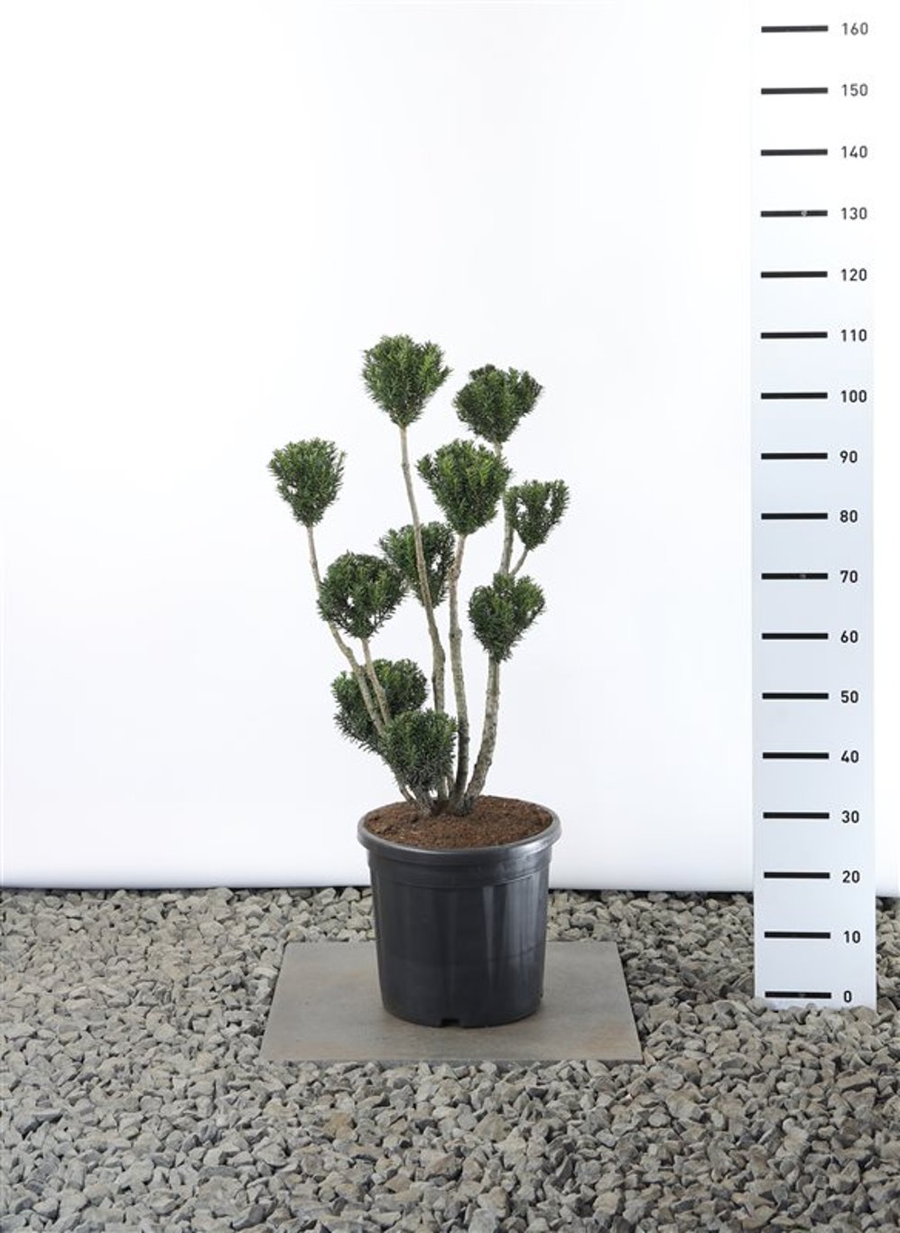 Taxus media 'Hillii' - 70-80 CM PonPon Cont.