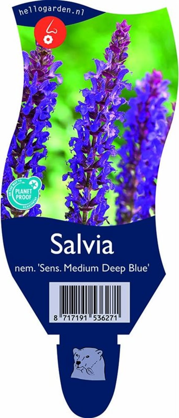 Salvia nem. Medium Deep Blue - P11