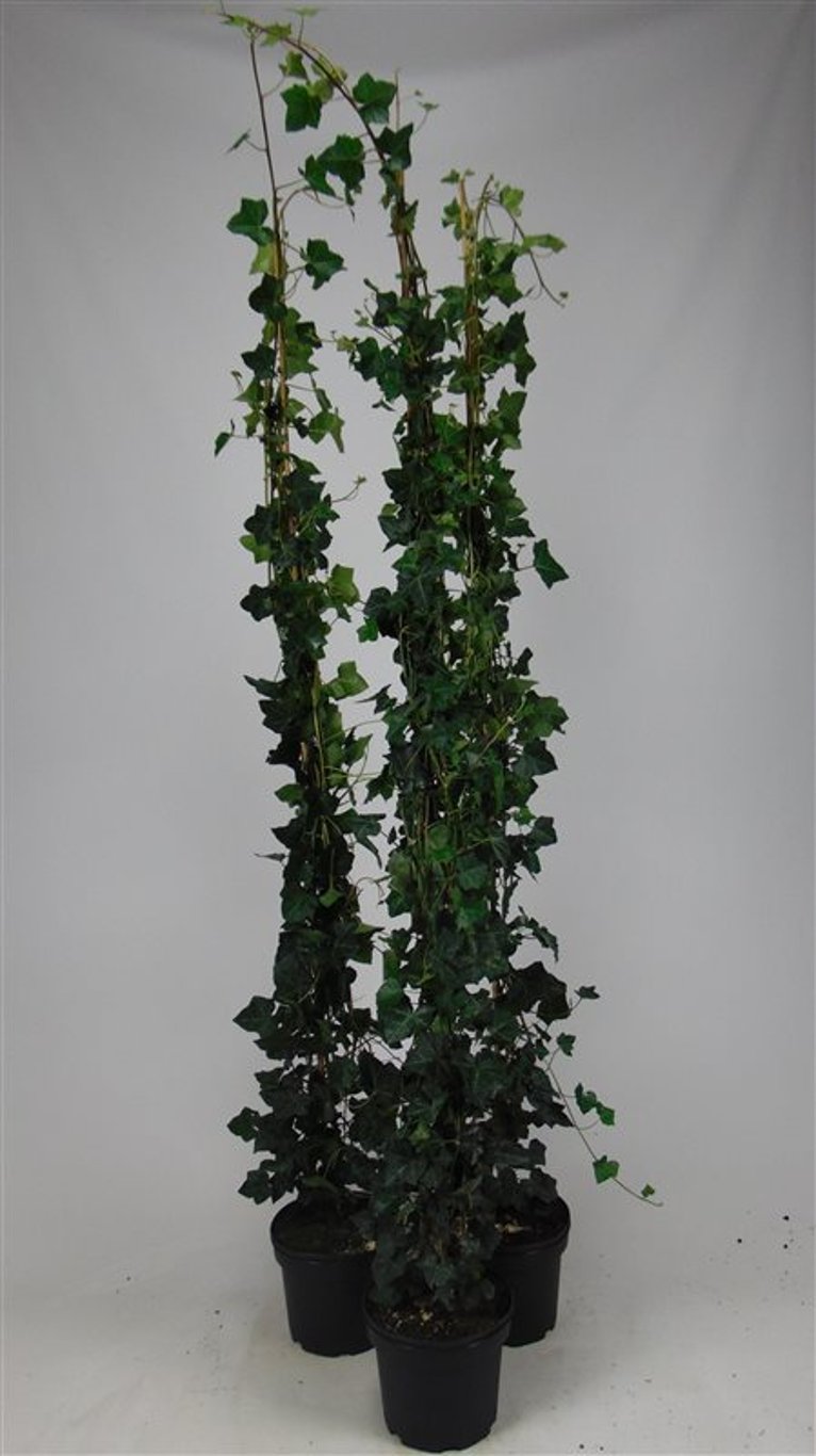 Hedera hibernica - C5 175-200 CM Stick