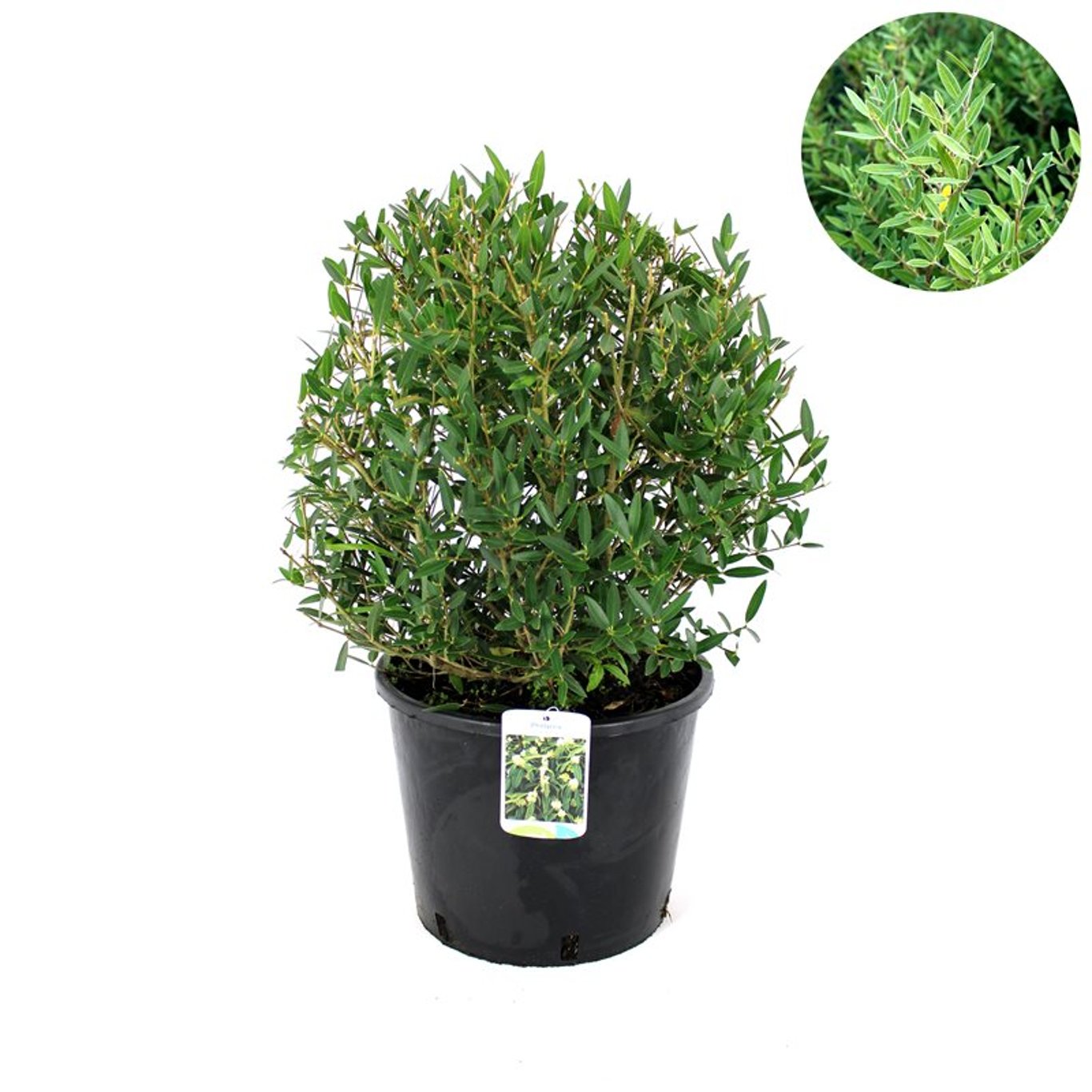 Phillyrea angustifolia - 30-40 CM Ball Cont.