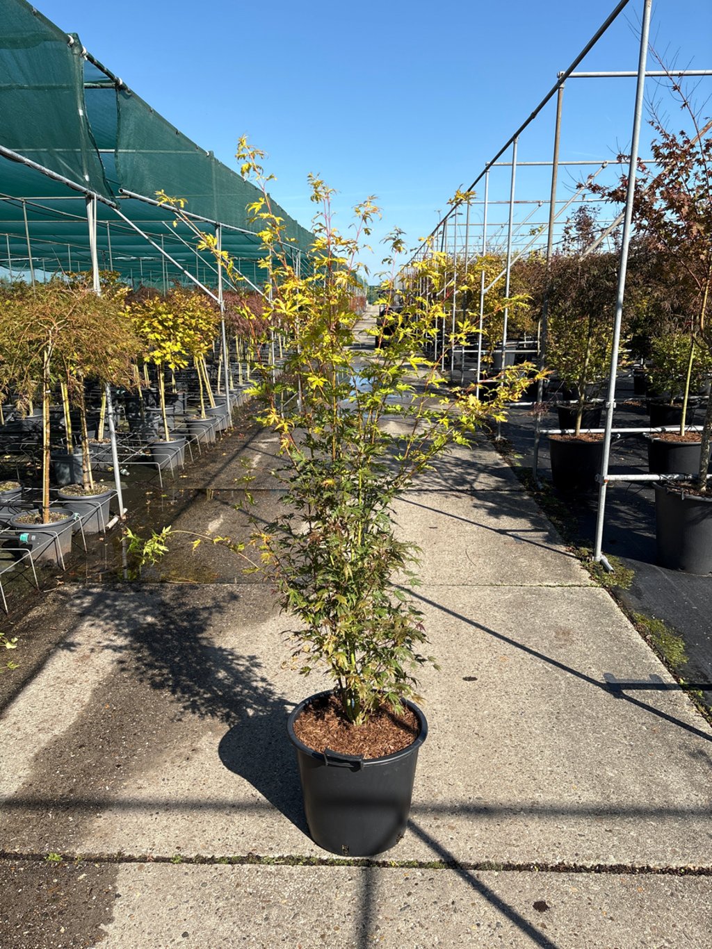 Acer pal. 'Orange Lace' - C35 100-125 CM