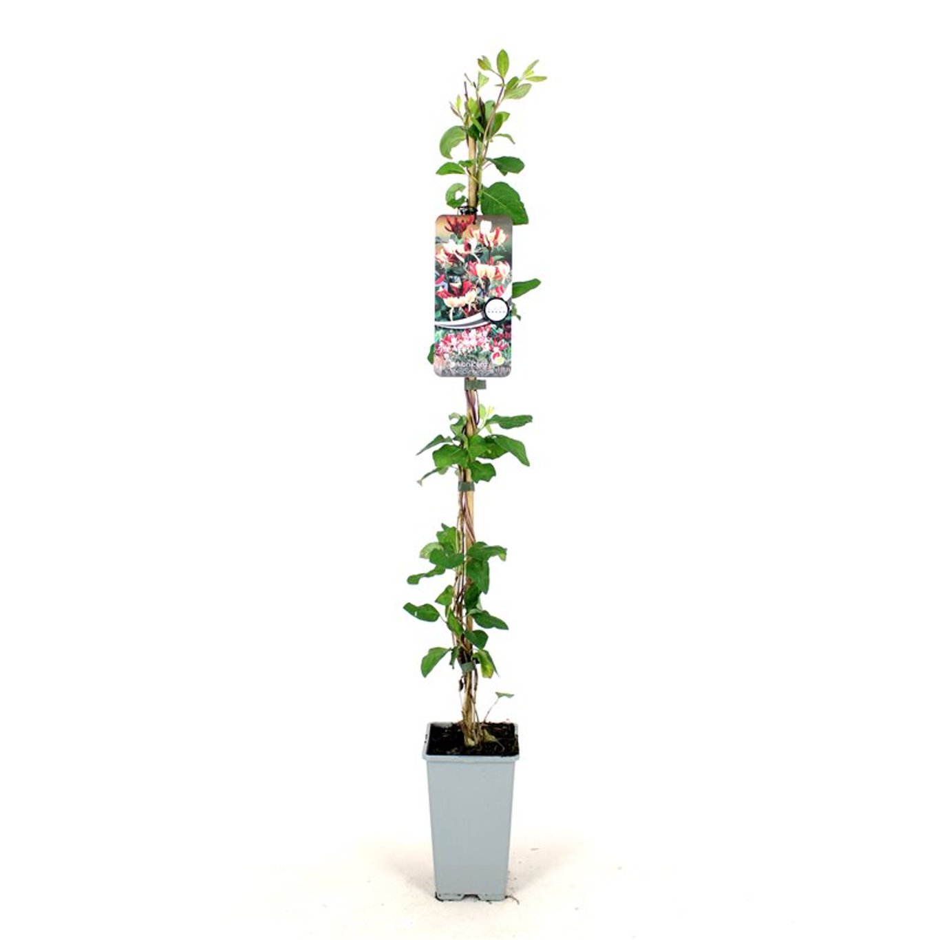Lonicera periclymenum - C2 80-100 CM Stick