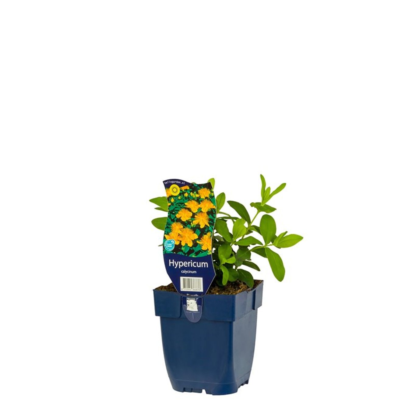 Hypericum calycinum - P11