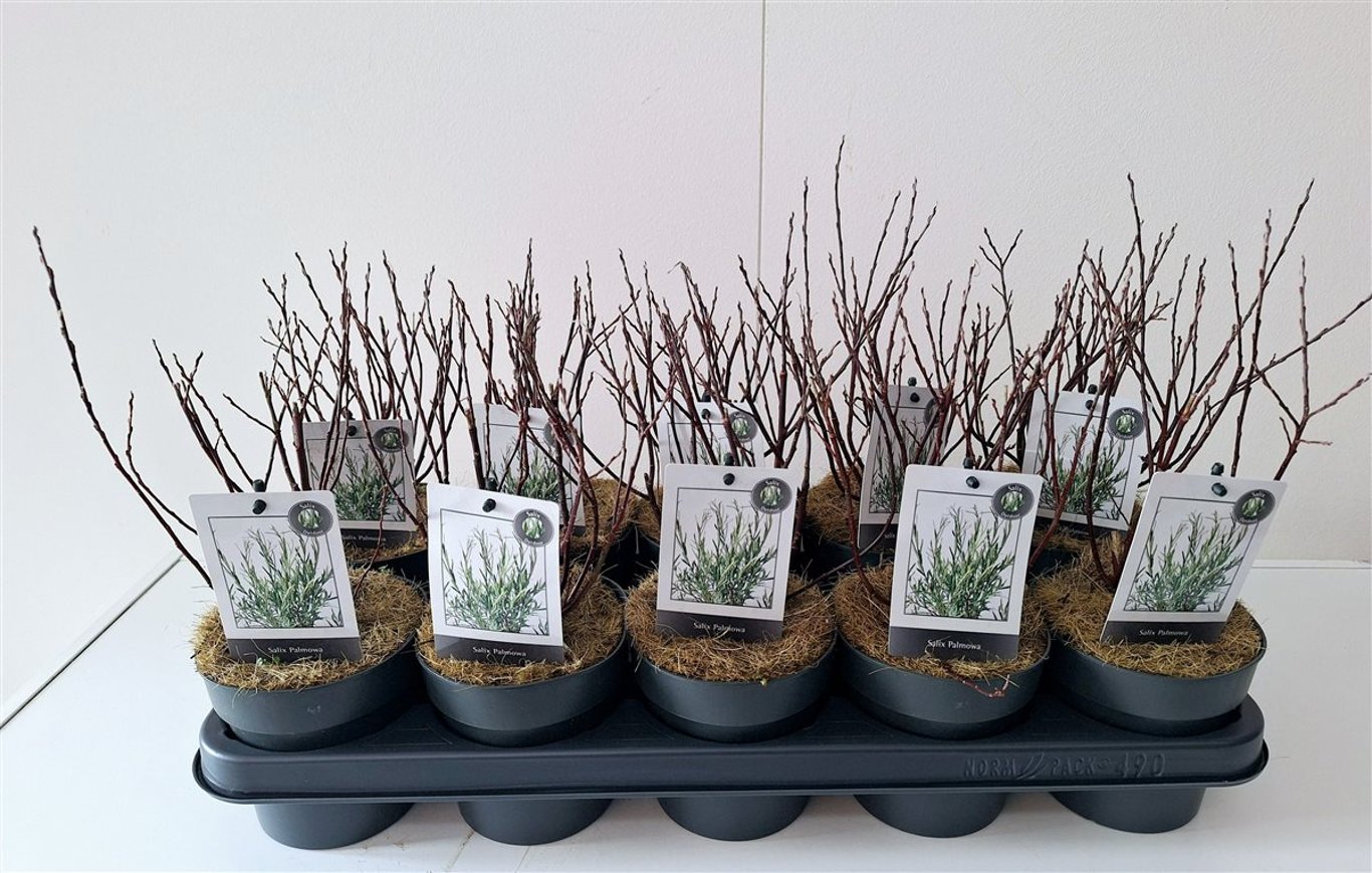 Salix rosmarinifolia - P12