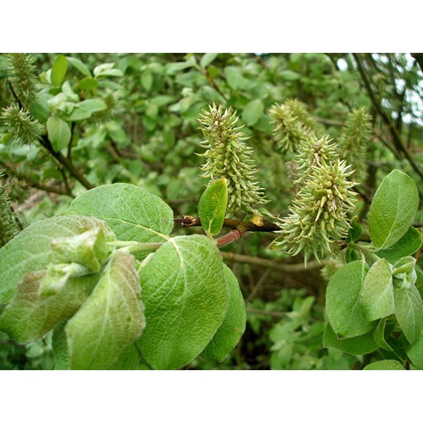Salix caprea - 60-100 CM bare root 0/1 3/+  branche