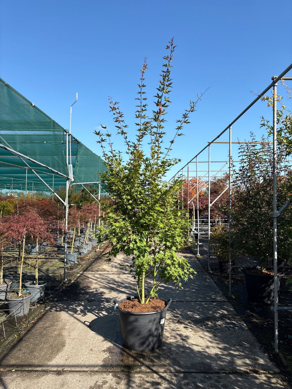 Acer pal. 'Brown Sugar' - 250-275 CM in Cont.