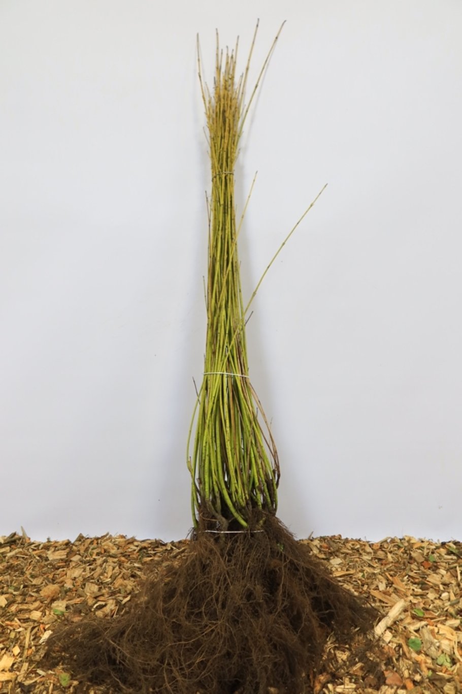 Cornus sericea 'Flaviramea' - 60-100 CM bare root 0/2   5-7 branche