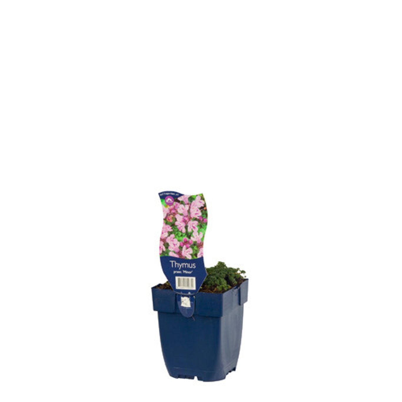 Thymus praecox 'Minor' - P11