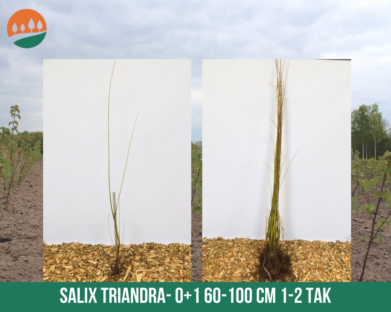 Salix triandra - 60-100 CM bare root 0/1   1-2 branche