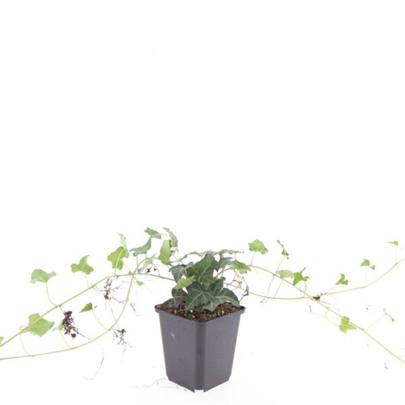 Hedera helix - P9