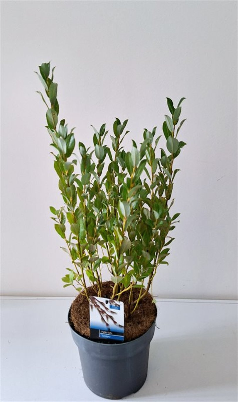 Salix tetrapla - C3 30-40 CM