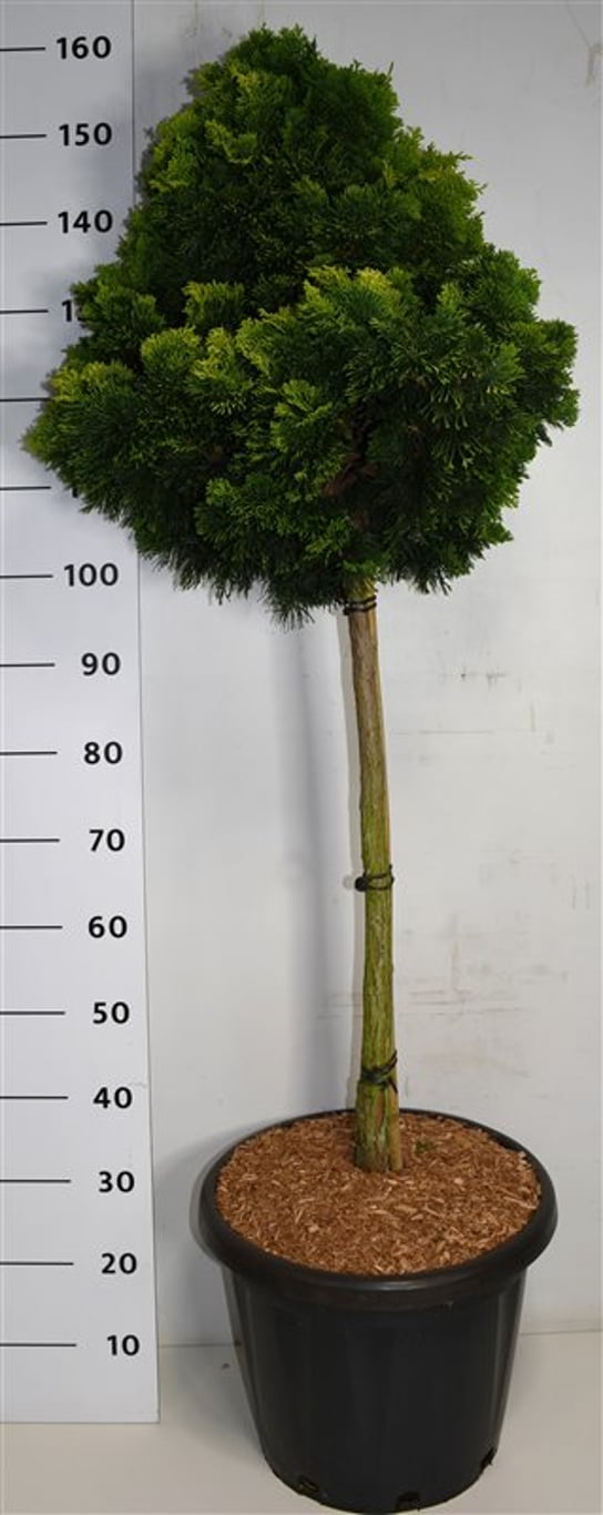 Chamaecyparis o. 'Aurora' - 75 CM Stem C25