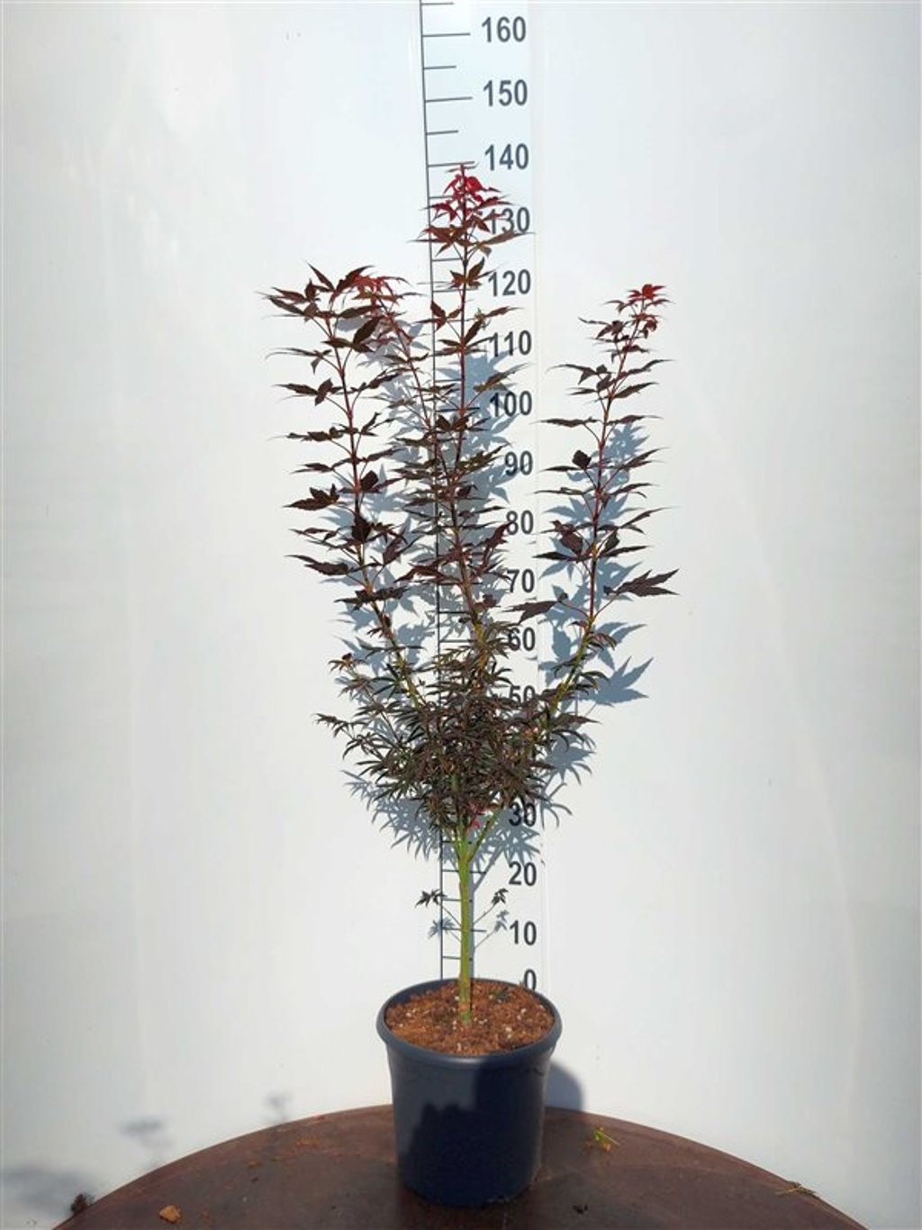 Acer pal. 'Starfish' ® - C10 80-100 CM