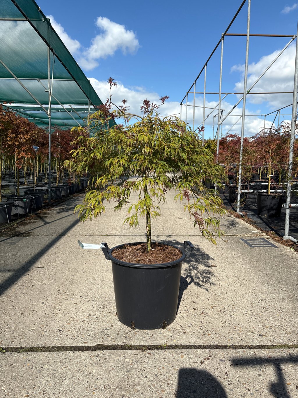 Acer pal. 'Pendulum Julian' - 50 CM Stem C30