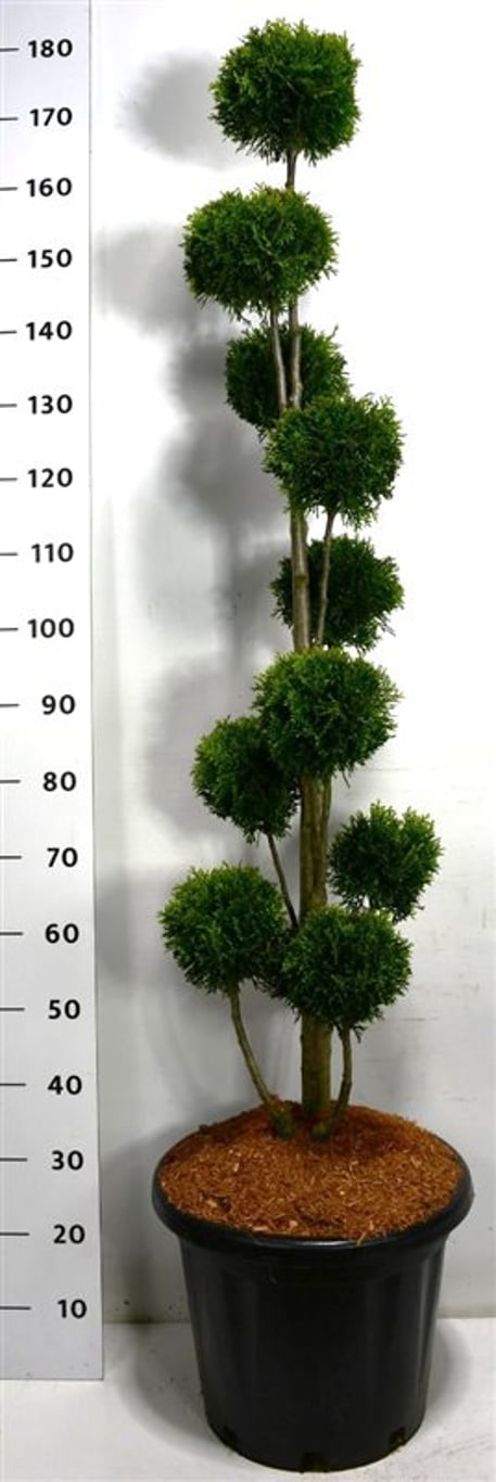 Thuja occ. 'Smaragd' - 120-140 CM PonPon Cont.