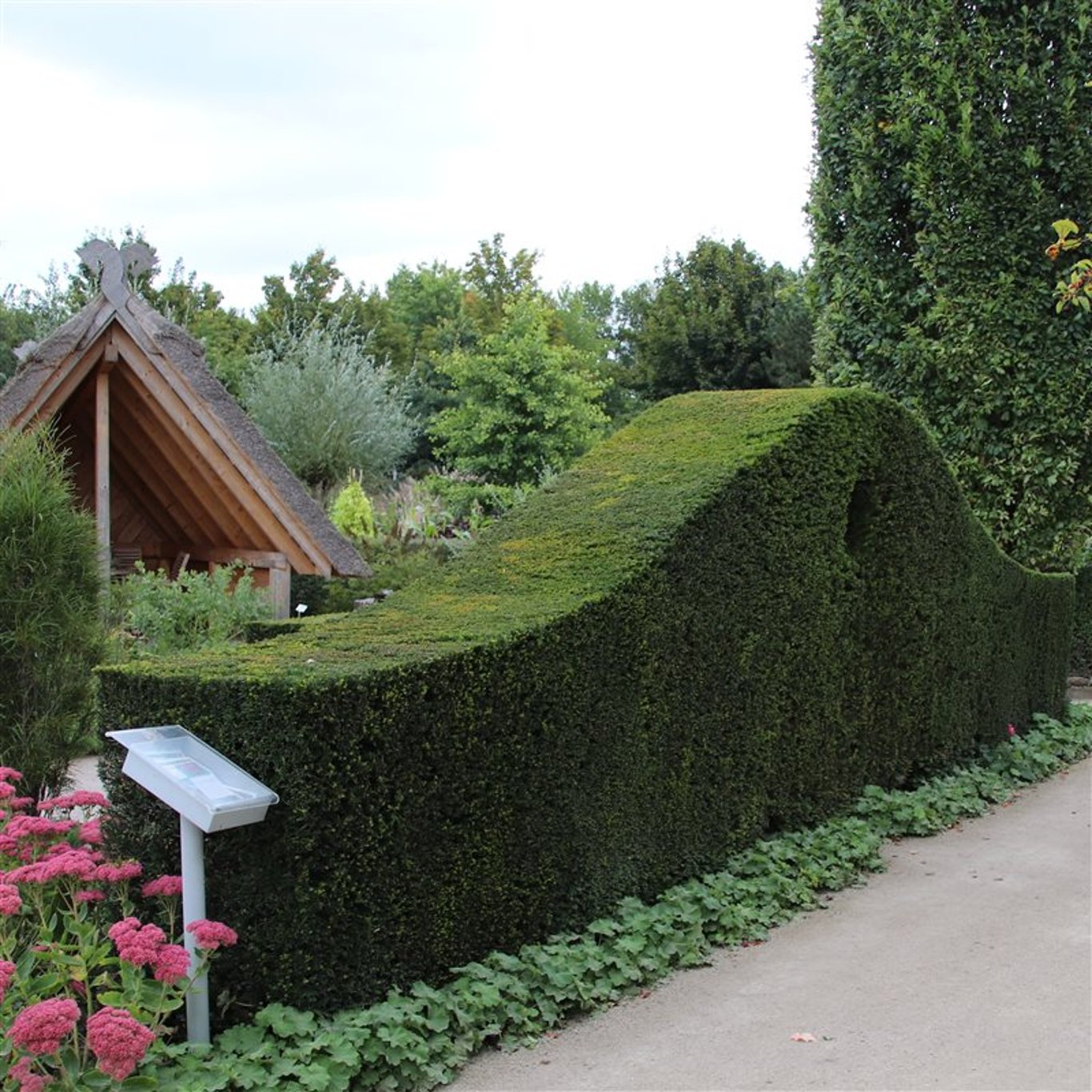 Taxus baccata - C3 40-50 CM