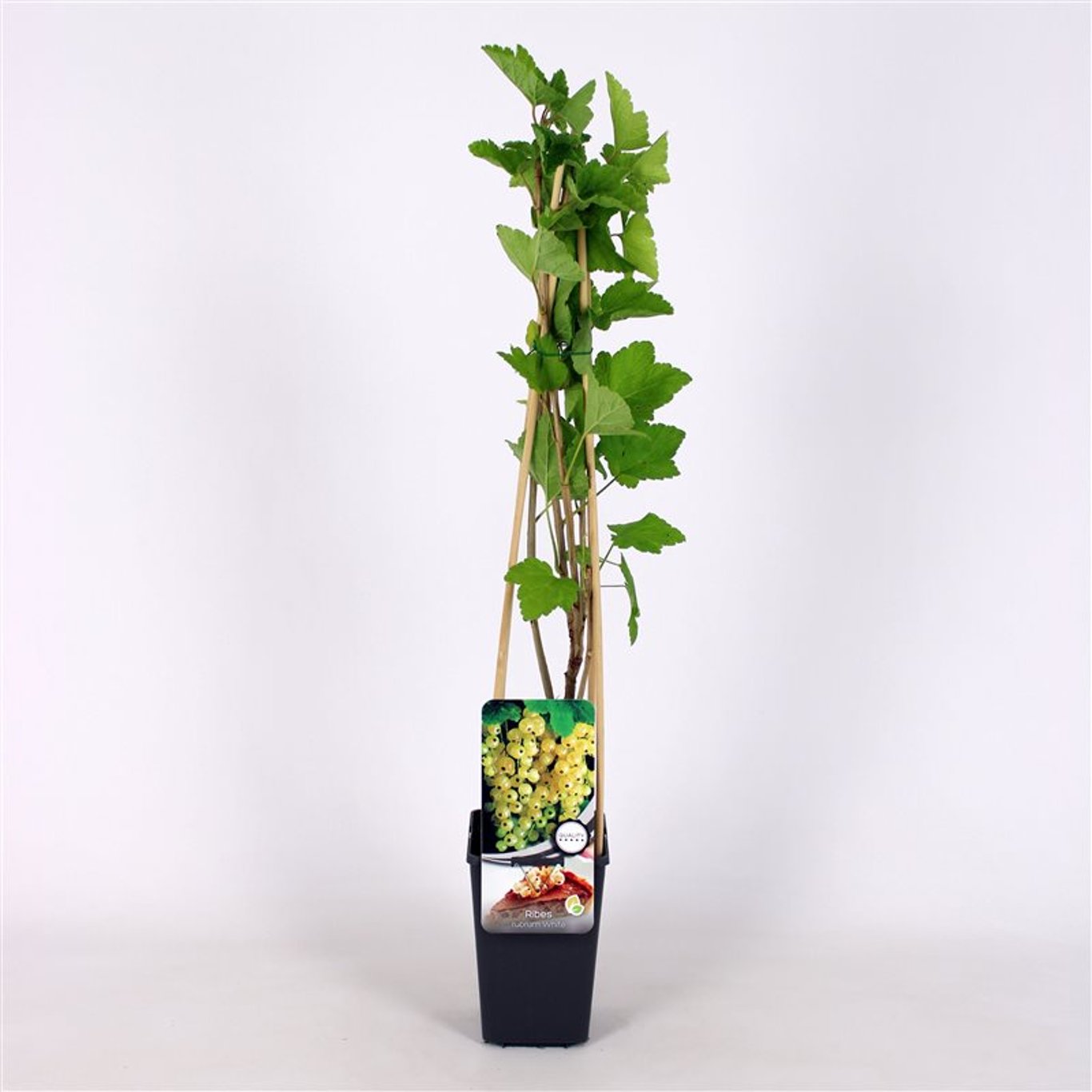 Ribes rubrum (white) - C2 70/+ CM