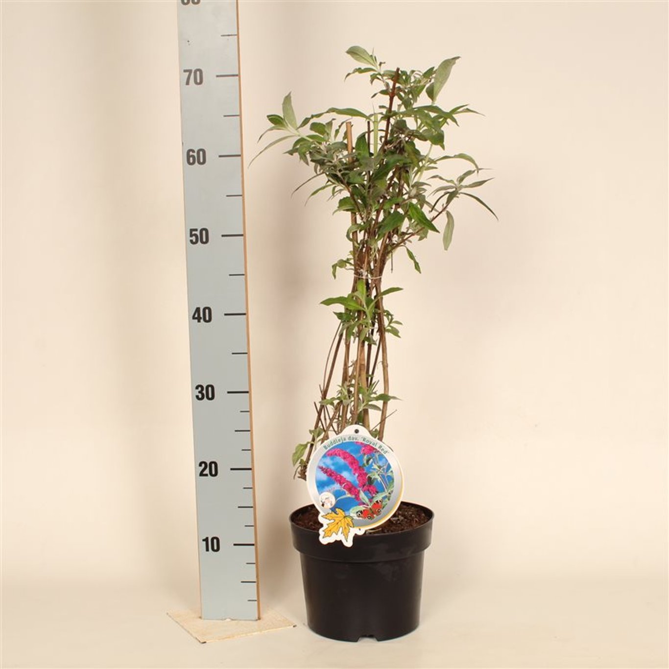 Buddleja d. 'Royal Red' - C3 50-60 CM