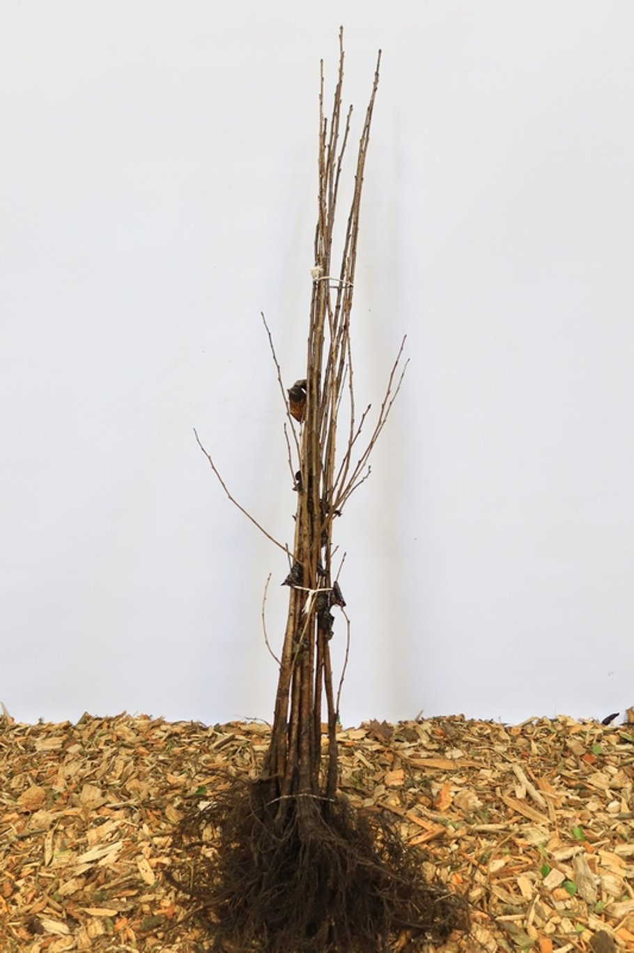 Prunus avium - 125-150 CM bare root 1/2