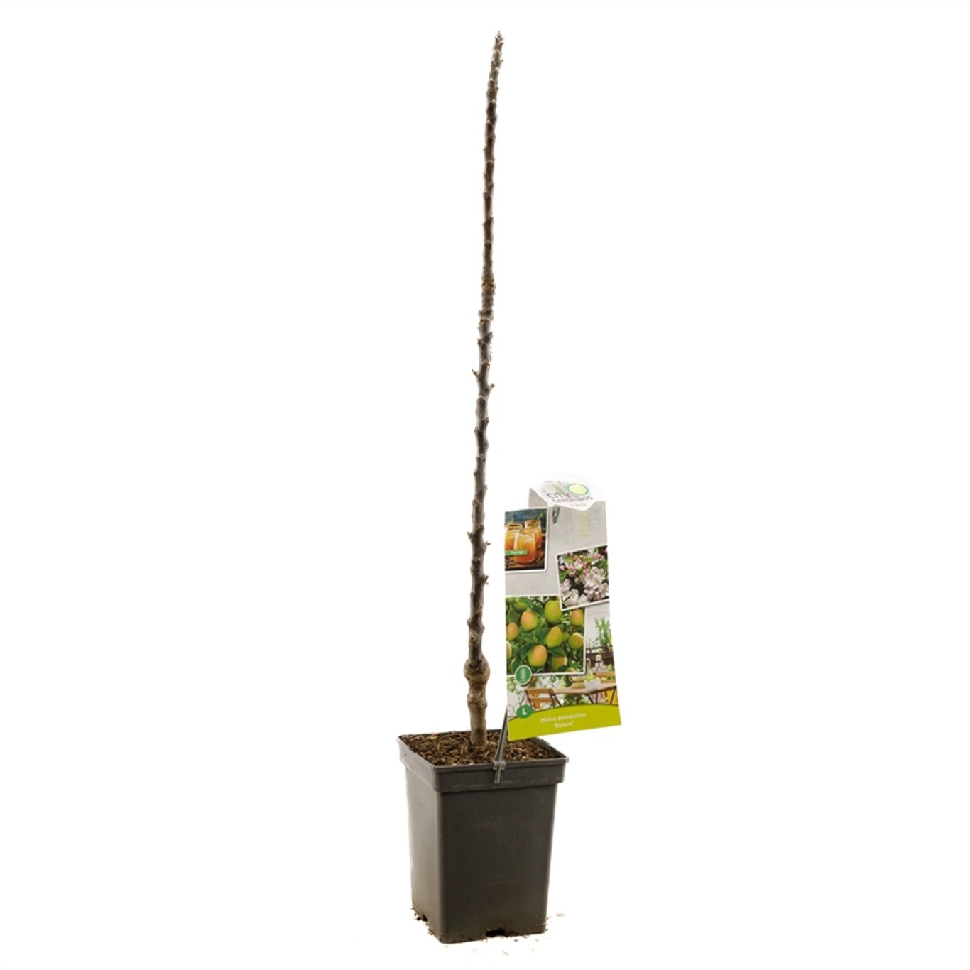 Malus d. Bolero - C5 120-140 CM Column