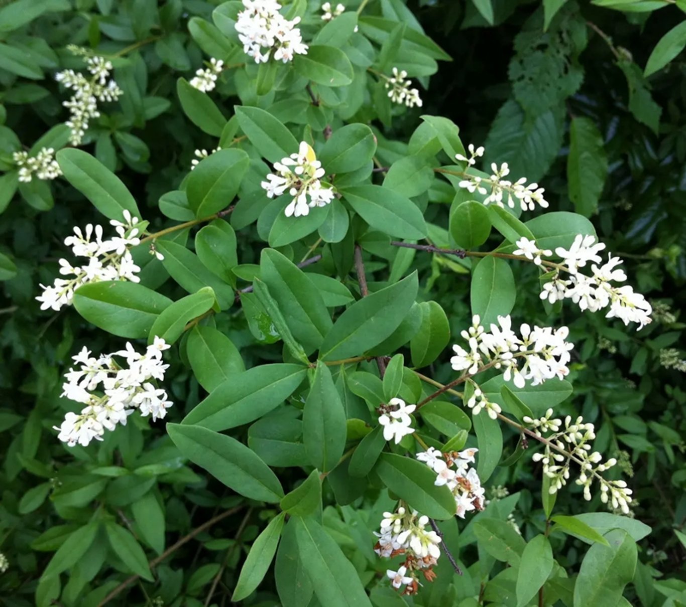 Ligustrum vulg. 'Atrovirens' - 40-60 CM bare root 0/2  4-5 branche