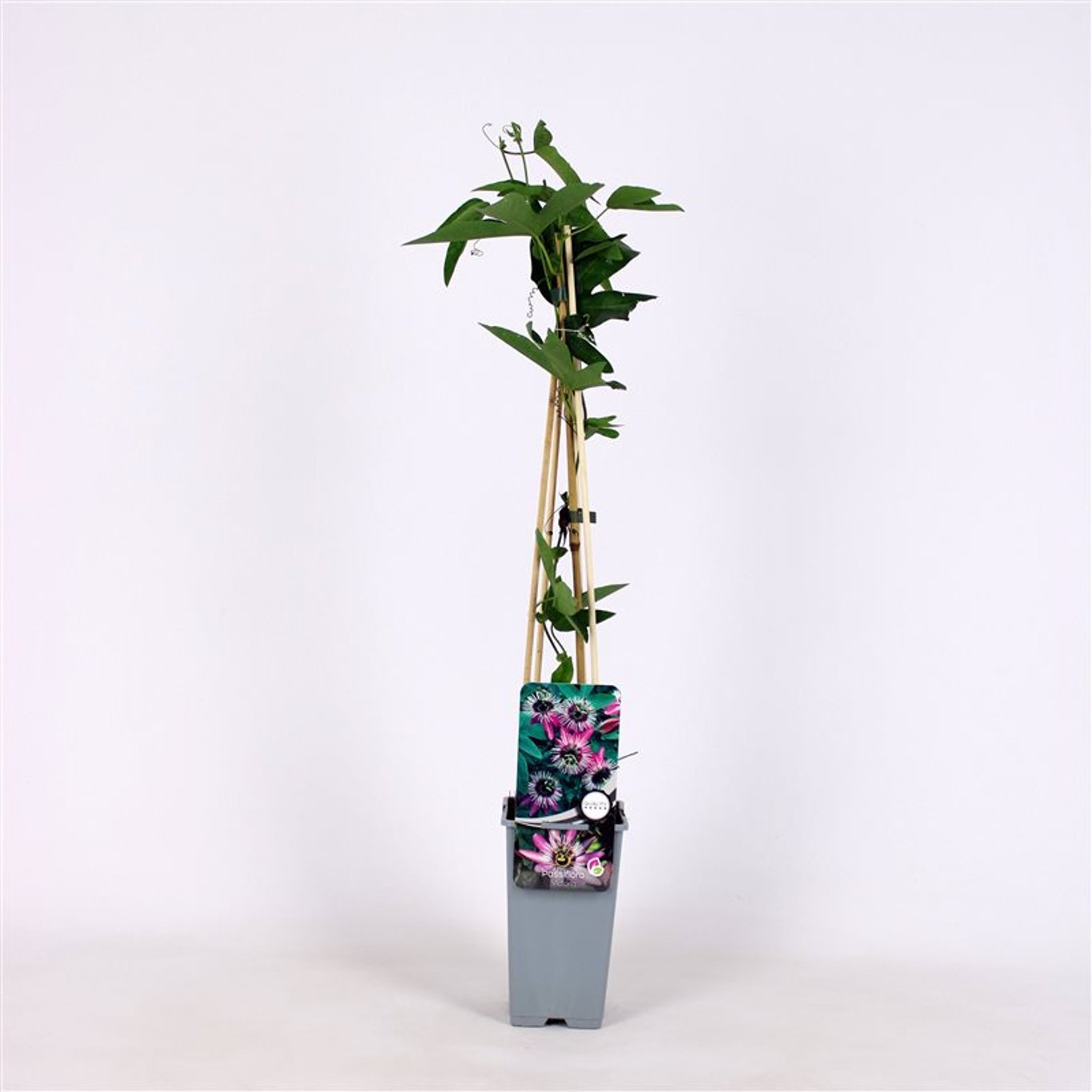 Passiflora violacea 'Victoria' - C2 70/+ CM