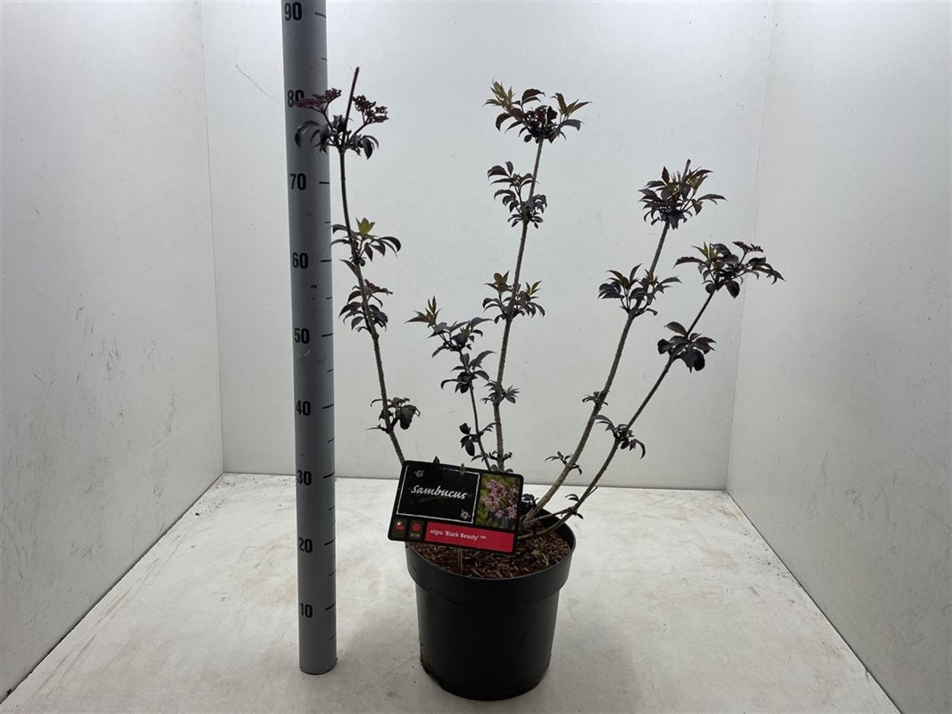 Sambucus nigra 'Black Beauty' ® - C7,5