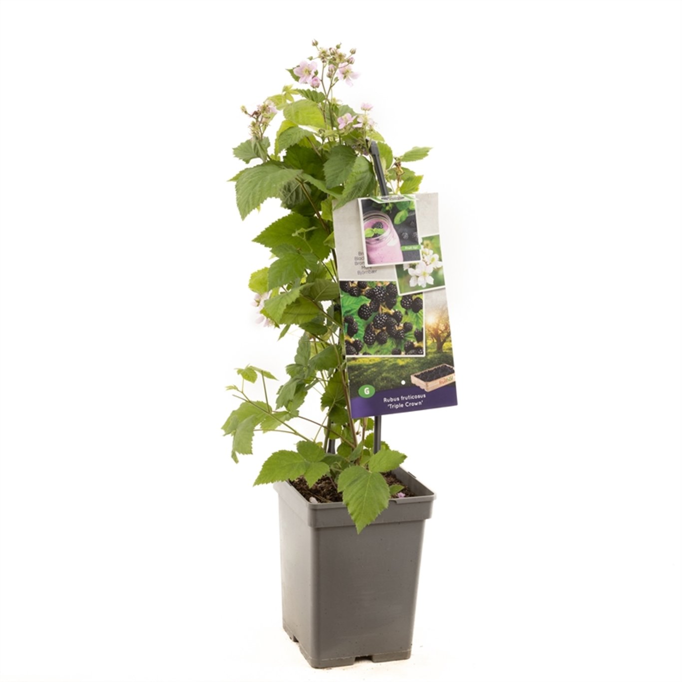 Rubus f. 'Triple Crown' - 50-60 CM Carry Handle C5
