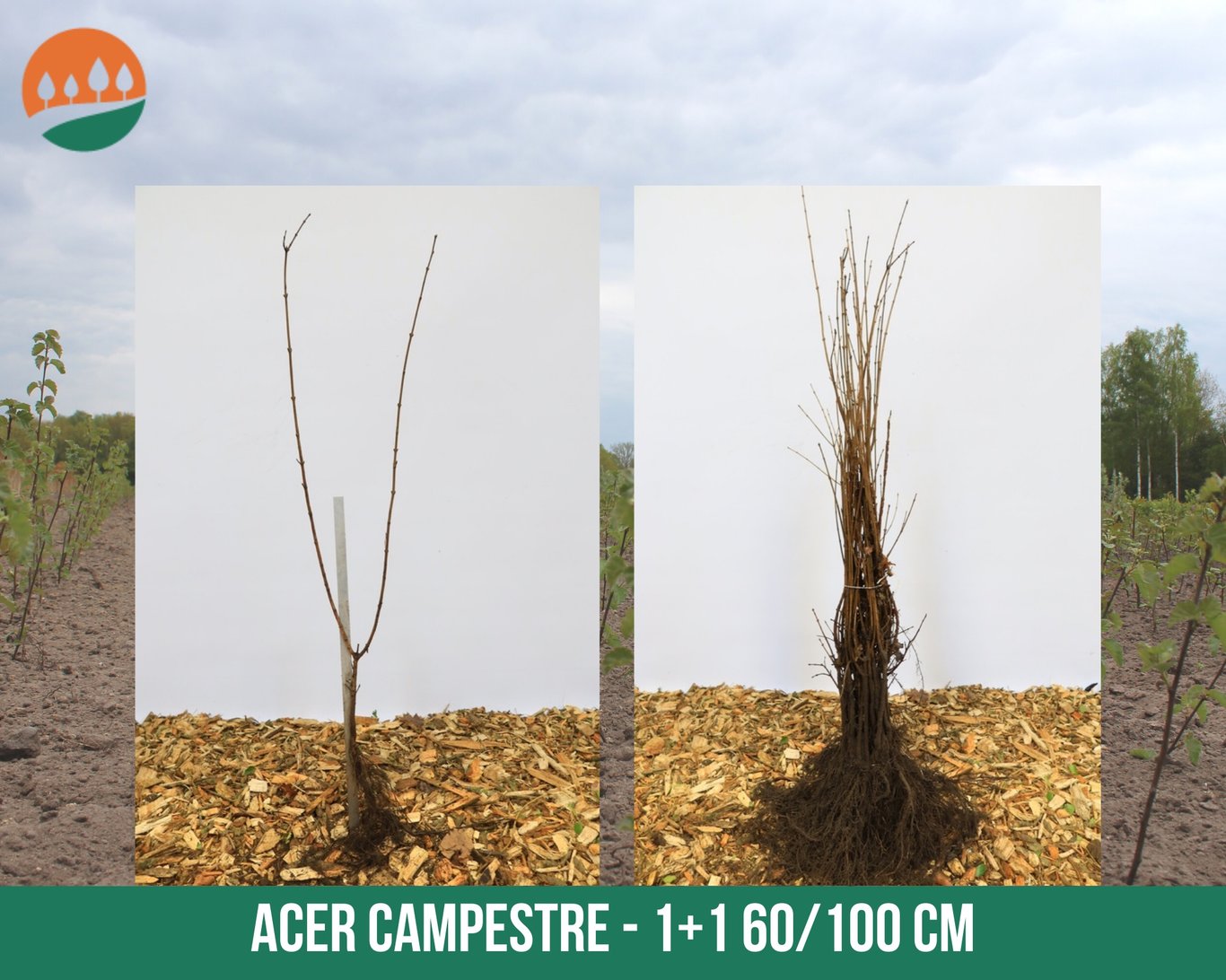Acer campestre - 60-100 CM bare root 1/1