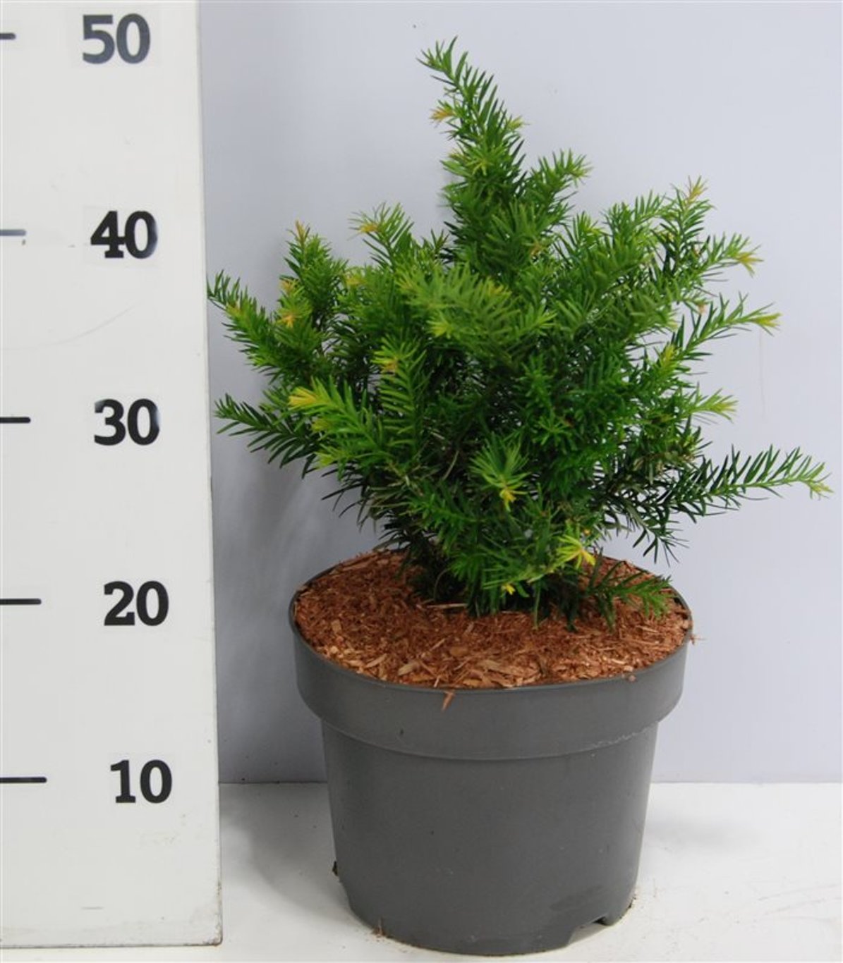 Taxus b. 'Repandens' - C5 25-30 CM