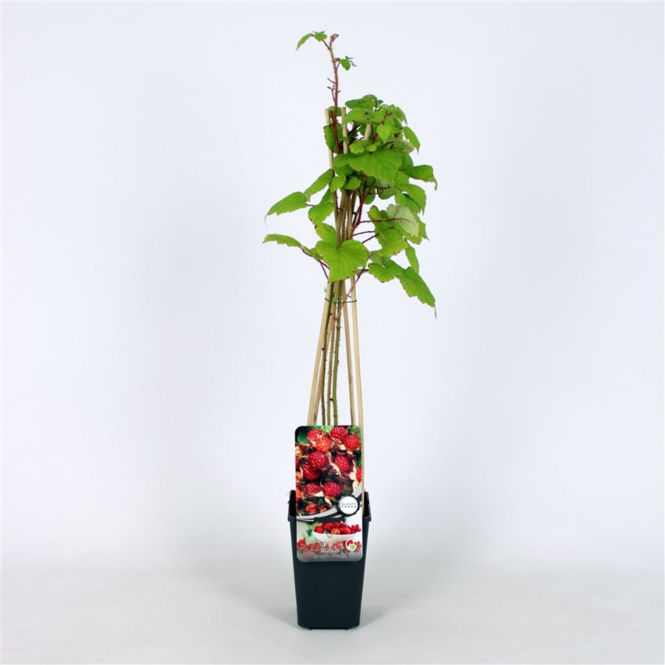 Rubus phoenicolasius - C2 70/+ CM
