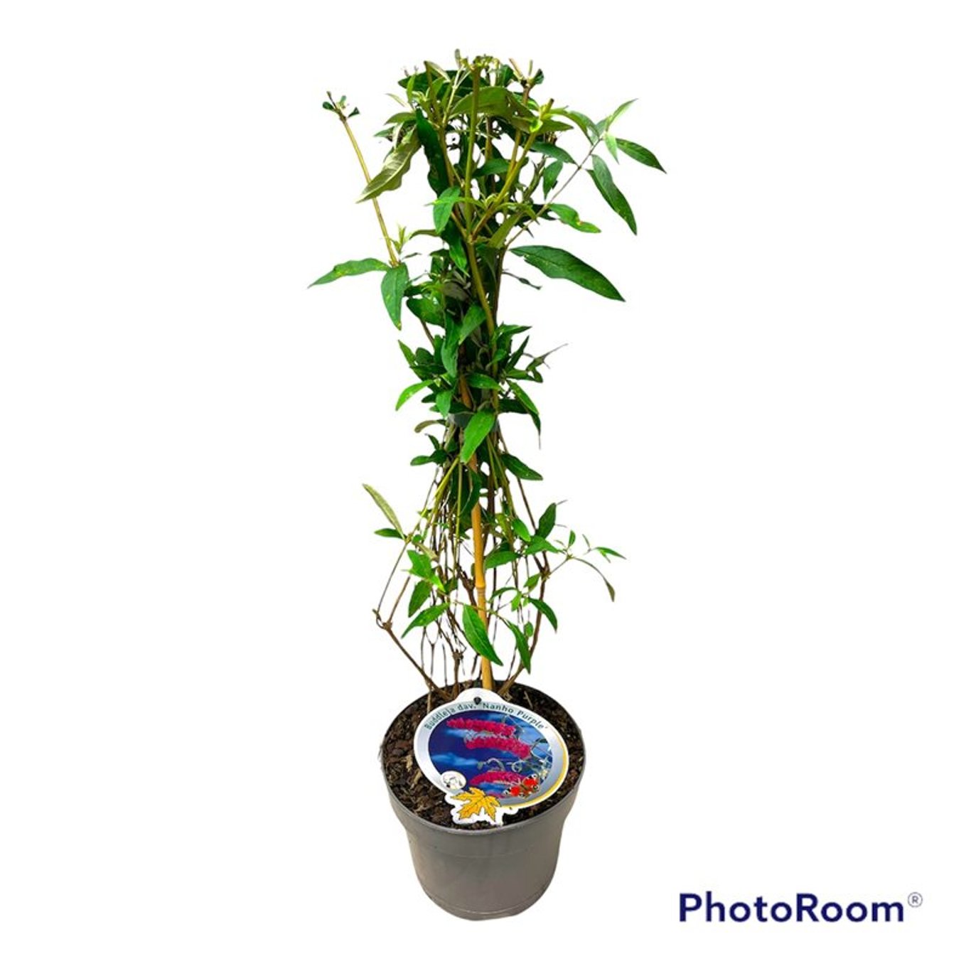 Buddleja d. 'Nanho Purple' - C3 50-60 CM