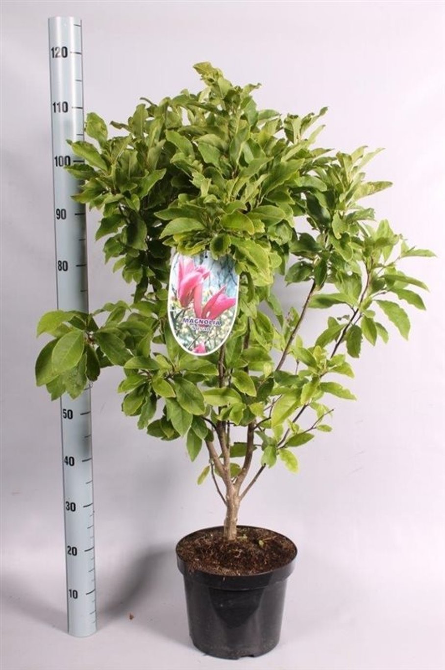 Magnolia 'Susan' - C7.5 80-100 CM