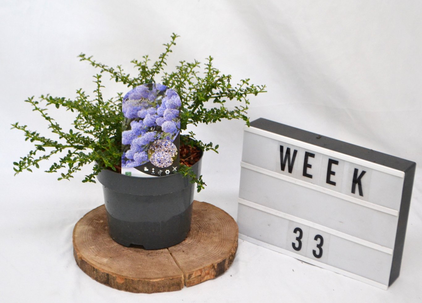 Ceanothus 'Blue Mound' - C3 20-40 CM