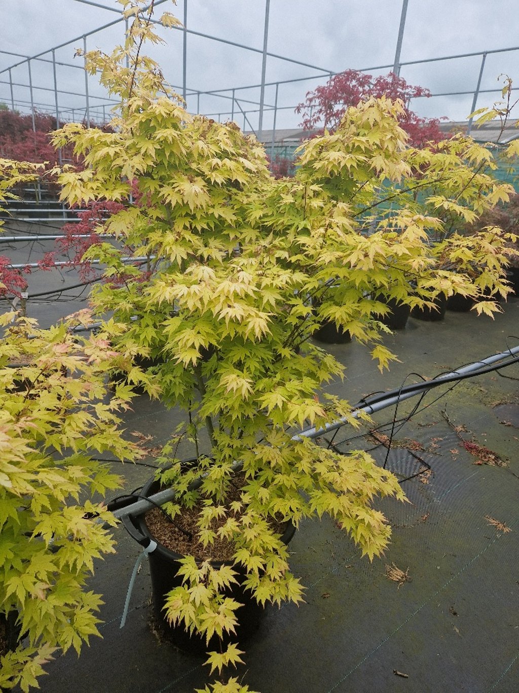 Acer pal. 'Katsura' - C35 100-125 CM