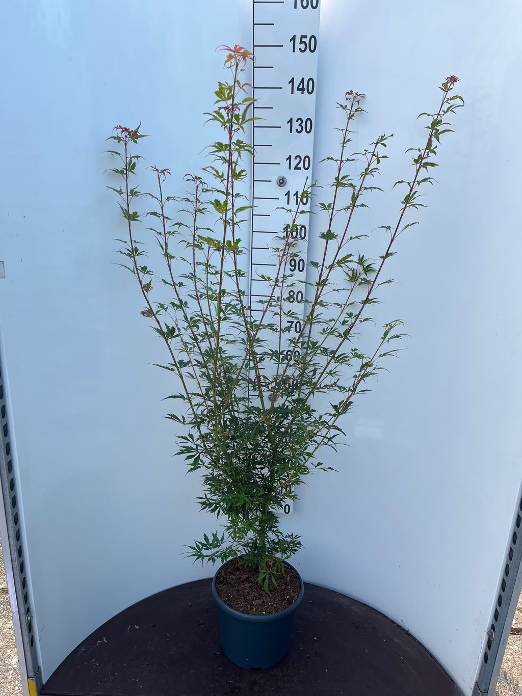 Acer pal. 'Jerre Schwartz' - C10 80-100 CM