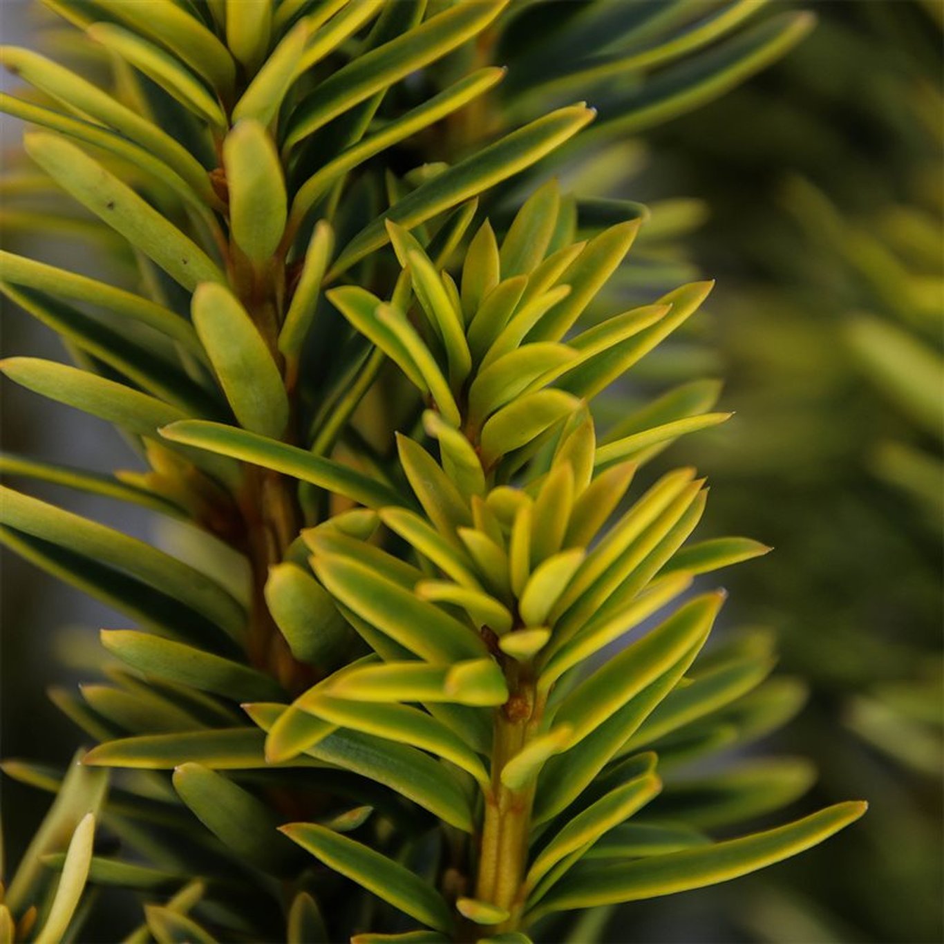 Taxus b. 'David' - C3 40-50 CM