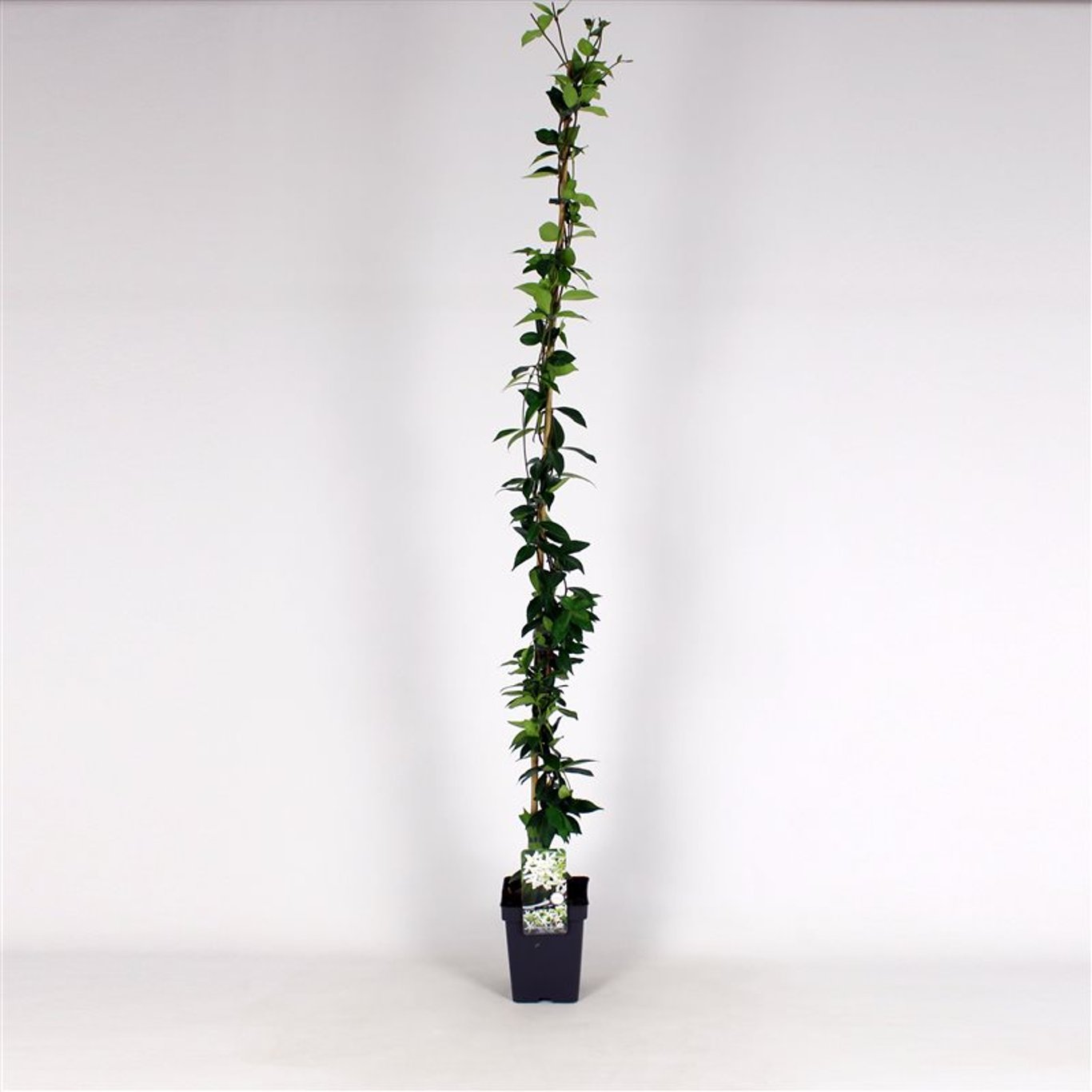 Trachelospermum jasminoides - C5 100-125 CM